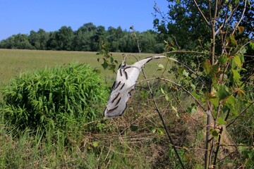 Caterpillars of fruit ermine moth (Yponomeuta padellus) on a tree branch.Tree and leaf pests and diseases.
