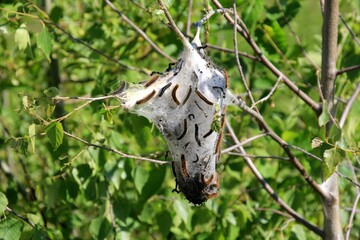 Caterpillars of fruit ermine moth (Yponomeuta padellus) on a tree branch.Tree and leaf pests and diseases.