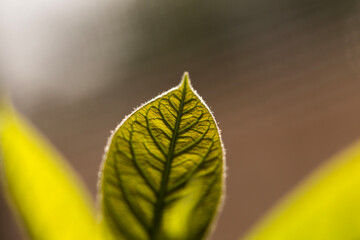 selective-focus on new avocado plant leaves in bright sunlight