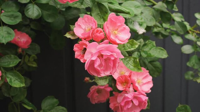 The branch of a weaving wild rose with pink flowers swings from the wind. Bee collects nectar. Roses in the garden. High quality 4k footage