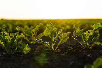 Young green sugar beet grows on a field in black soil. Sugar beet field in the sunset. Fresh sugar...