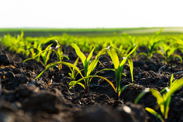 Close up of young corn plants. Young green corn grows on a field in black soil. Green corn maize...