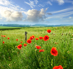 Countryside, flowers and red poppies in field for natural beauty, spring mockup and blossom. Nature, plant background and closeup of flower in grass for environment, ecosystem and flora in meadow