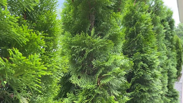 A row of beautifully planted green thuja trees on a summer day.
