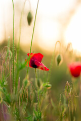 Naklejka premium Poppy flower or papaver rhoeas poppy on sunset Field of Corn Poppy Flowers Papaver rhoeas in Spring close up.