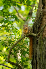 Longest Tail on a Squirrel, Generative AI denoise