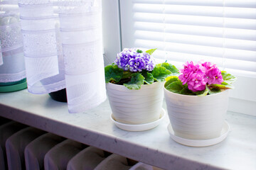 Two white plastic pots with blooming violets, pink and lilac, on a white windowsill. Closed blinds on the window, battery and light curtain. Plants and flower in the interior.
