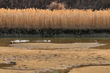 가을풍경 - 강가의 갈대와 모래사장