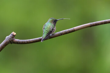 Fototapeta premium Rubby-throated Hummingbird