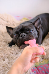 French bulldog puppy laying in bed holding a dog toy bone playing with owner