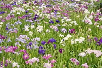 葛飾区の堀切菖蒲園に咲く菖蒲達