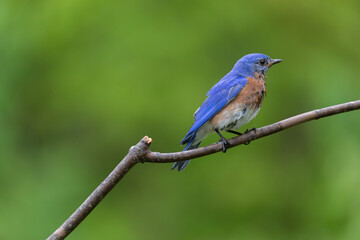 Male Bluebird