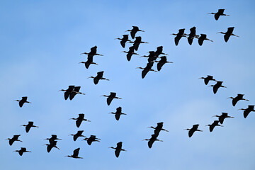 Glossy ibis // Braune Sichler (Plegadis falcinellus) - Greece
