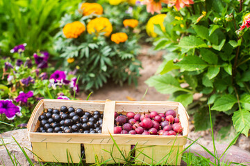 Currant harvest collected in the garden. Plantation work. Autumn harvest and healthy organic food concept close up with selective focus