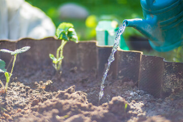 Watering vegetable plants on a plantation in the summer heat with a watering can. Gardening concept. Agriculture plants growing in bed row