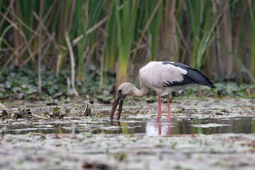 Asian openbill stork or Anastomus oscitans observed in Gajoldaba in West Bengal