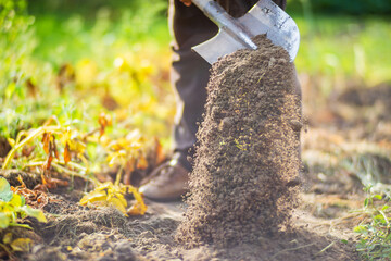 The farmer stands with a shovel in the garden. Preparing the soil for planting vegetables. Gardening concept. Agricultural work on the plantation