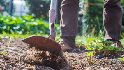Farmer cultivating land in the garden with hand tools. Soil loosening. Gardening concept....