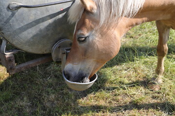 a horse at your water trough