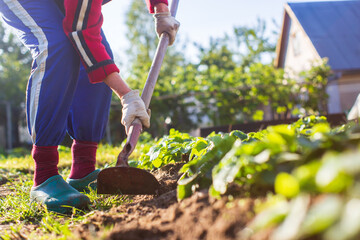 Farmer cultivating land in the garden with hand tools. Soil loosening. Gardening concept. Agricultural work on the plantation