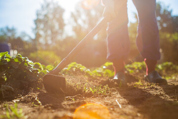 Farmer cultivating land in the garden with hand tools. Soil loosening. Gardening concept....
