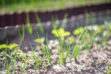 Onion crops planted in soil get ripe under sun. Cultivated land close up with sprout. Agriculture plant growing in bed row. Green natural food crop