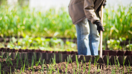 Weeding beds with agricultura plants growing in the garden. Weed control in the garden. Cultivated land close-up. Agricultural work on the plantation