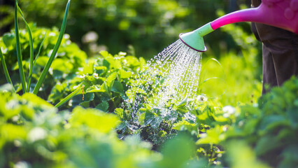Watering vegetable plants on a plantation in the summer heat with a watering can. Gardening concept. Agriculture plants growing in bed row © shaploff