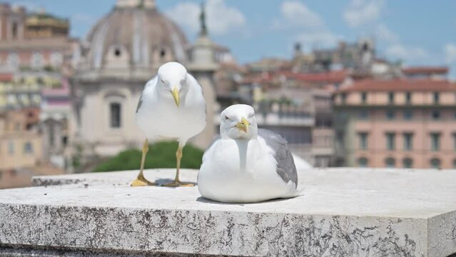 Gabbiano a Roma