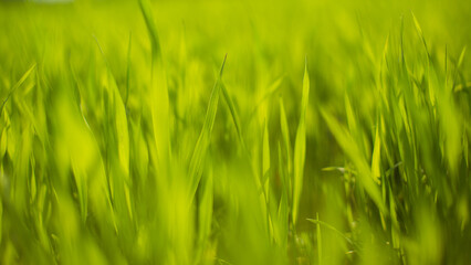 Obraz premium Fresh green grass on a sunny summer day close-up. Beautiful natural rural landscape with a blurred background for nature-themed design and projects