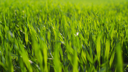 Fresh green grass on a sunny summer day close-up. Beautiful natural rural landscape with a blurred background for nature-themed design and projects