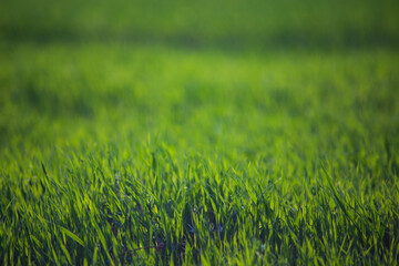 Fresh green grass on a sunny summer day close-up. Beautiful natural rural landscape with a blurred background for nature-themed design and projects