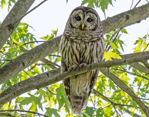 Eastern Barred Owl watching from a tree.