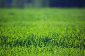 Fresh green grass on a sunny summer day close-up. Beautiful natural rural landscape with a blurred background for nature-themed design and projects