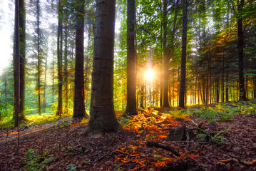 Obraz premium morning in the forest