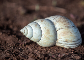The Giant shell home of a Snail