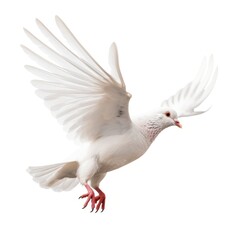 Obraz premium White pigeon flying isolated. Illustration AI Generative.