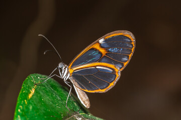 Glasswing butterfly resting on gaden leaf