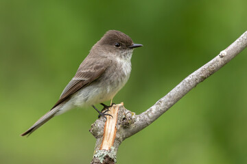 Eastern Phoebe