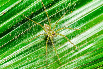 Green spider in its web on garden leaf