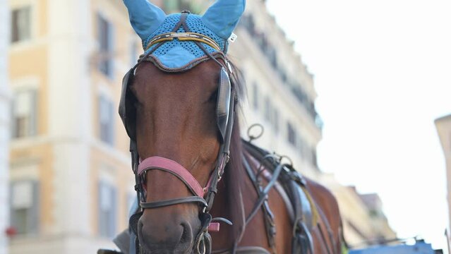 Cavallo piazza Navona | ROMA