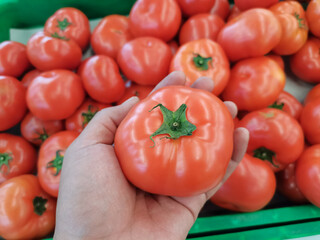 Tomatoes, which have just been picked from a tomato plantation. The best quality tomatoes will be sold in the market. Tomatoes or Rangam (Solanum lycopersicum) are plants from the Solanaceae family.