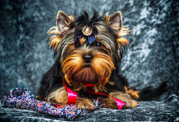 yorkie puppy in the studio looking