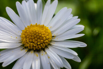 Fototapeta premium White daisies flowers growing together on a green lawn. Floral spring background