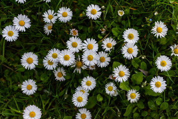 White daisies flowers growing together on a green lawn. Floral spring background