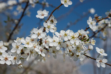 Selective focus of beautiful branches of plum blossoms on the tree under blue sky, Beautiful Sakura flowers during spring season in the park, Floral pattern texture, Nature background