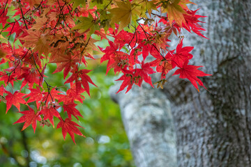 大沼湖畔の紅葉