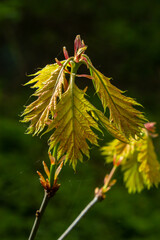 Young spring Green fresh maple leaves in macro. Summer sunny day, background image, spring concept