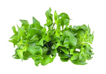 watercress isolated on  transparent png