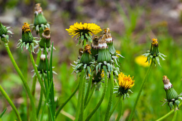 Yellow flowers of dandelions in green backgrounds. Spring and summer background